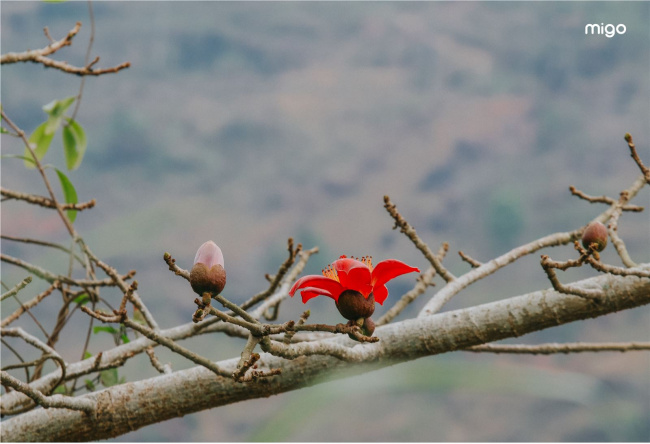 sắc đỏ mộc miên trên cao nguyên đá hà giang