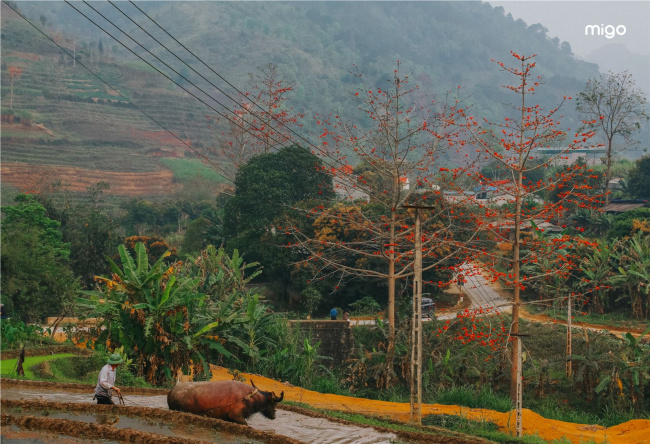 sắc đỏ mộc miên trên cao nguyên đá hà giang