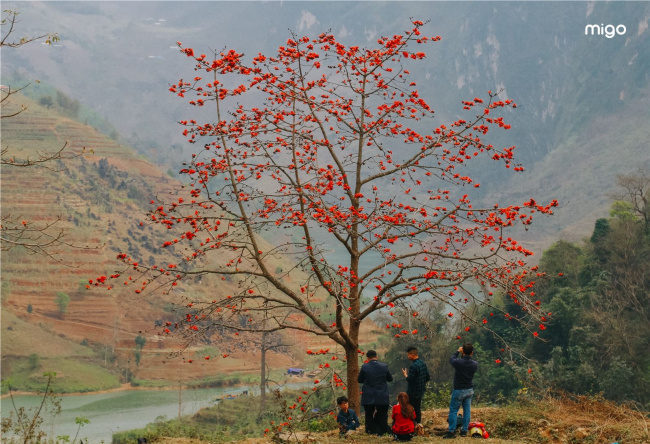 sắc đỏ mộc miên trên cao nguyên đá hà giang