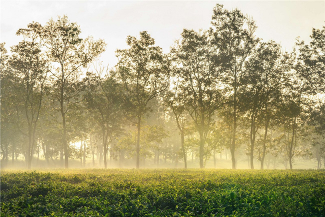 hàng thông trăm năm rợp bóng mát ở biển hồ chè, gia lai