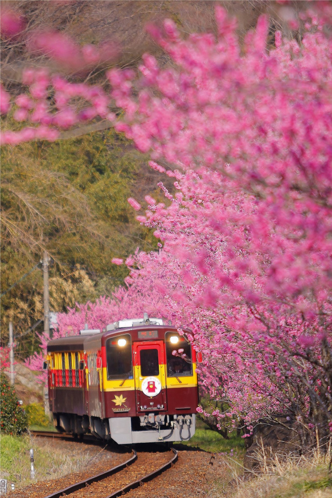 đi tàu ngắm hoa - watarase keikoku railway