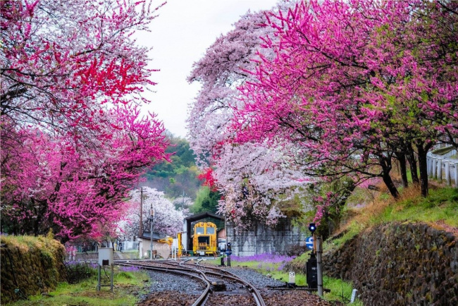 đi tàu ngắm hoa - watarase keikoku railway