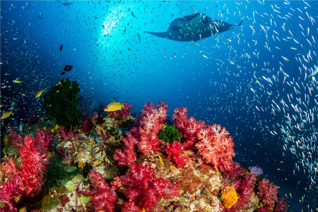 điểm tên những điểm lặn biển đẹp nhất maldives