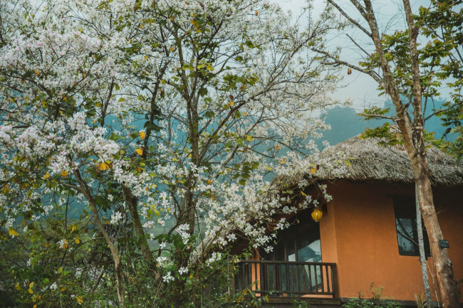 avana retreat - khu resort 5 sao giữa rừng hoa ban ở mai châu