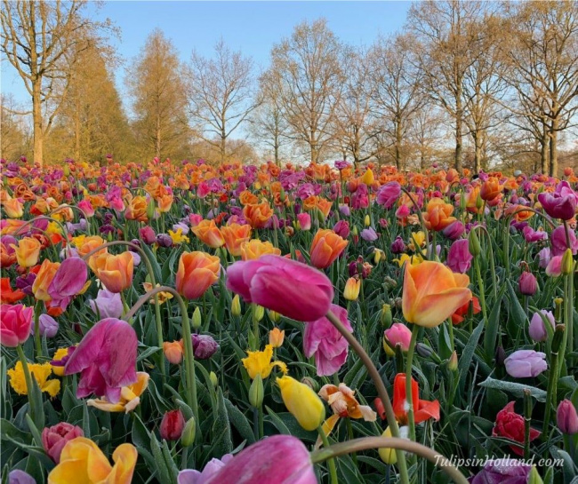 thiên đường hoa tulip keukenhof tại hà lan nở rộ