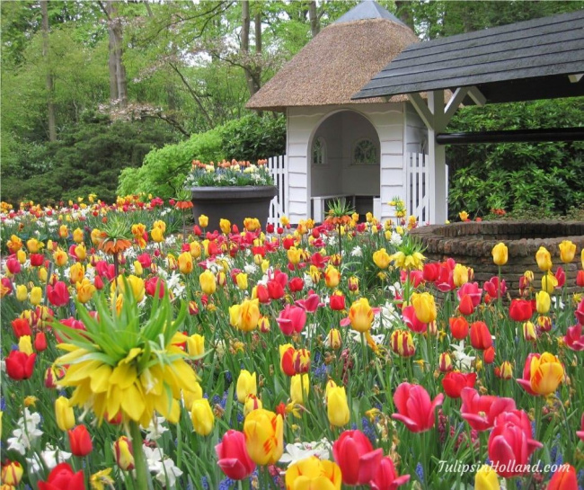 thiên đường hoa tulip keukenhof tại hà lan nở rộ