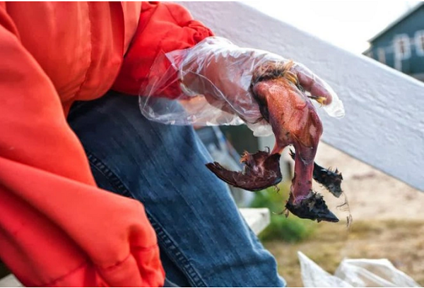 món ăn cứu đói, món ăn kinh dị nhất thế giới, món ăn bốc mùi, bủn rủn chân tay trước đặc sản “cứu đói” bốc mùi của người inuit