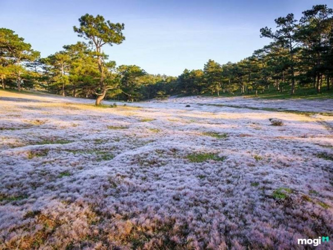 đồi cỏ hồng đà lạt – địa điểm thu hút nhiều khách du lịch đến check- in