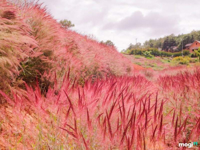 đồi cỏ hồng đà lạt – địa điểm thu hút nhiều khách du lịch đến check- in
