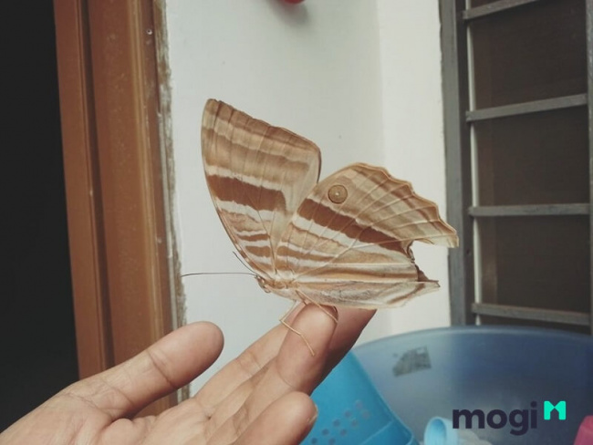 bướm nâu bay vào nhà là điềm gì? nên làm gì khi bướm nâu bay vào nhà