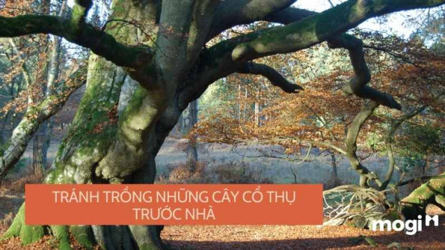 nên và không nên trồng cây gì trước nhà? 10+ loại cây đáng chú ý