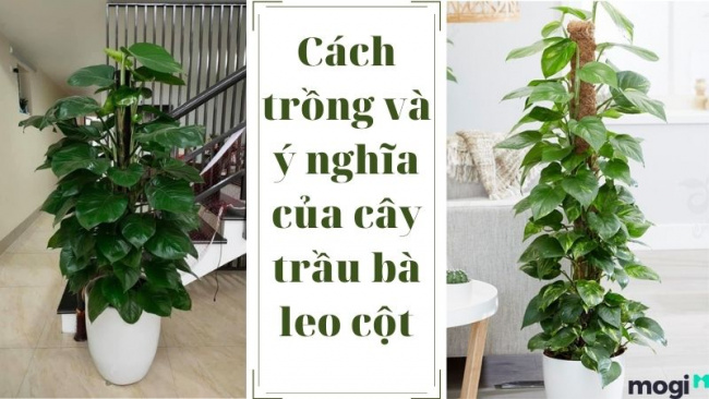 Cây Trầu Bà Leo Tường: Ý nghĩa phong thủy, cách trồng và chăm sóc cây