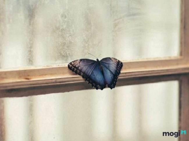 bướm đen bay vào nhà là điềm gì? báo hiệu điềm tốt hay điềm xấu?