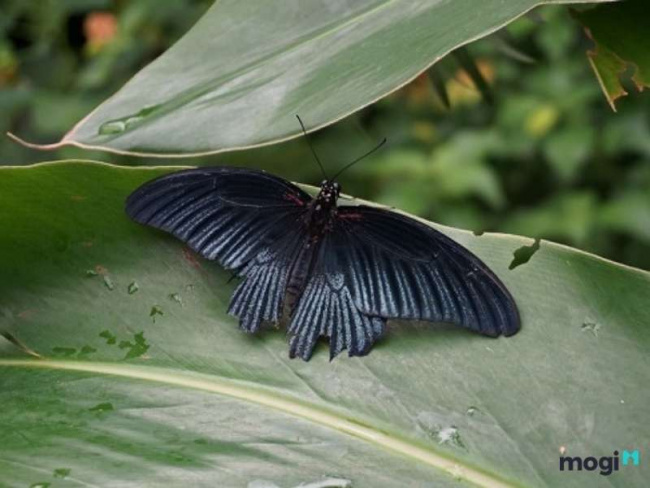 bướm đen bay vào nhà là điềm gì? báo hiệu điềm tốt hay điềm xấu?