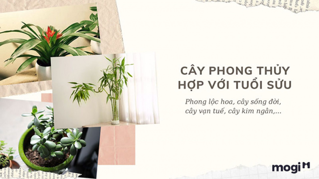 trồng cây phong thủy theo tuổi cho 12 con giáp tài lộc, bình an