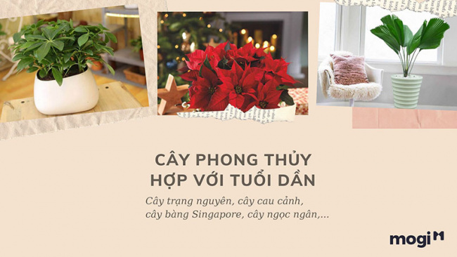 trồng cây phong thủy theo tuổi cho 12 con giáp tài lộc, bình an