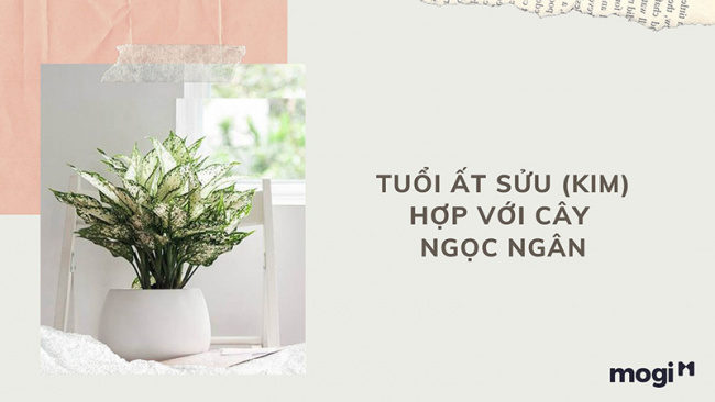 trồng cây phong thủy theo tuổi cho 12 con giáp tài lộc, bình an