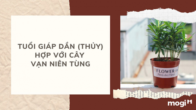 trồng cây phong thủy theo tuổi cho 12 con giáp tài lộc, bình an