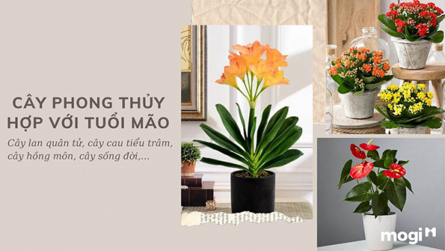 trồng cây phong thủy theo tuổi cho 12 con giáp tài lộc, bình an