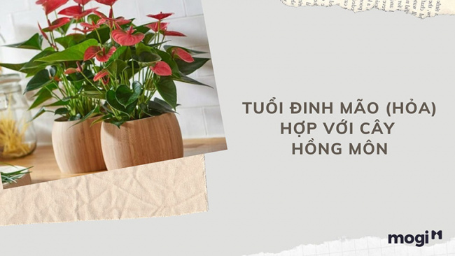 trồng cây phong thủy theo tuổi cho 12 con giáp tài lộc, bình an