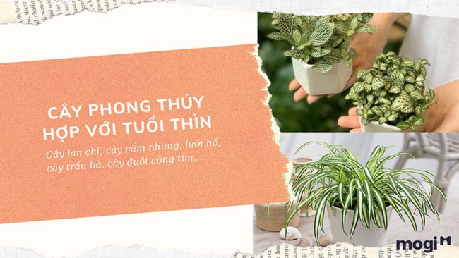 trồng cây phong thủy theo tuổi cho 12 con giáp tài lộc, bình an