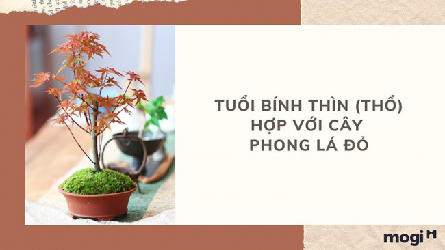 trồng cây phong thủy theo tuổi cho 12 con giáp tài lộc, bình an