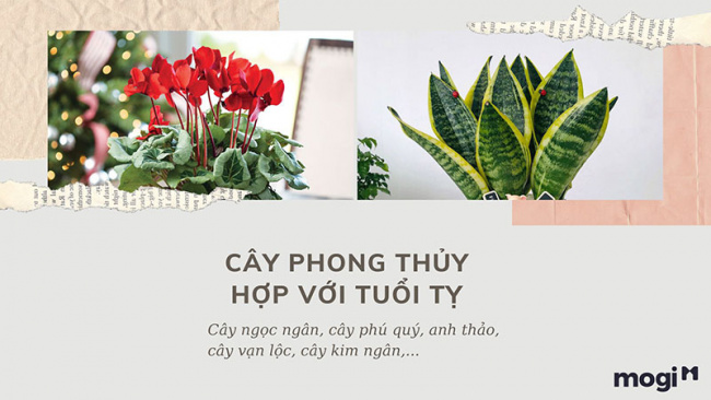 trồng cây phong thủy theo tuổi cho 12 con giáp tài lộc, bình an