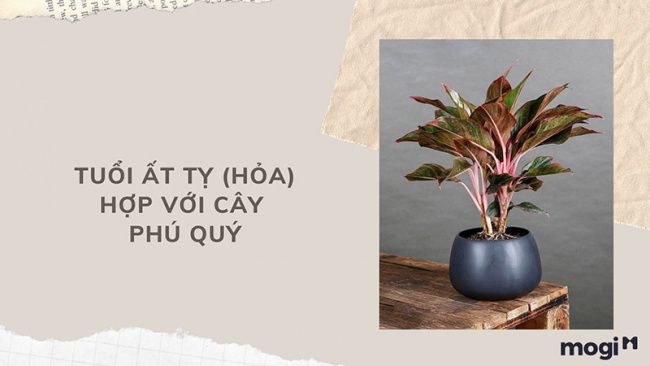 trồng cây phong thủy theo tuổi cho 12 con giáp tài lộc, bình an