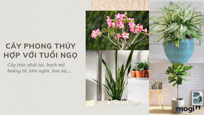 trồng cây phong thủy theo tuổi cho 12 con giáp tài lộc, bình an