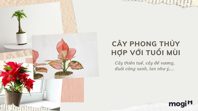 trồng cây phong thủy theo tuổi cho 12 con giáp tài lộc, bình an