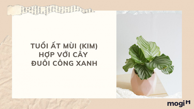 trồng cây phong thủy theo tuổi cho 12 con giáp tài lộc, bình an