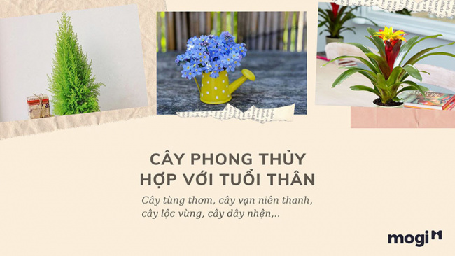 trồng cây phong thủy theo tuổi cho 12 con giáp tài lộc, bình an