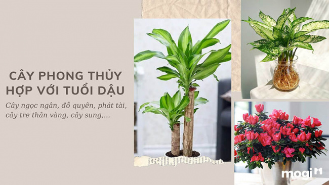 trồng cây phong thủy theo tuổi cho 12 con giáp tài lộc, bình an