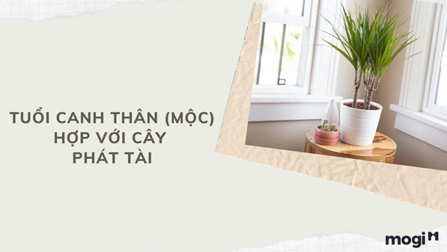 trồng cây phong thủy theo tuổi cho 12 con giáp tài lộc, bình an