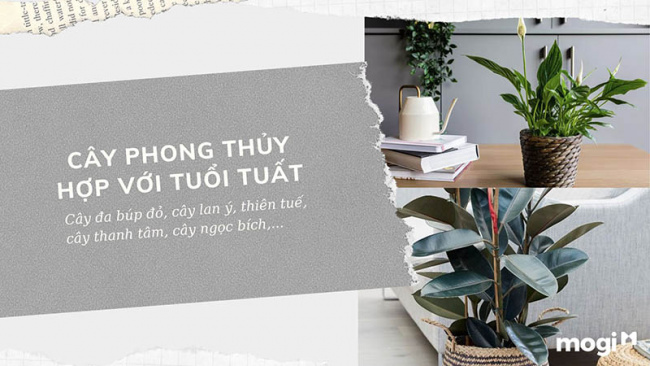 trồng cây phong thủy theo tuổi cho 12 con giáp tài lộc, bình an