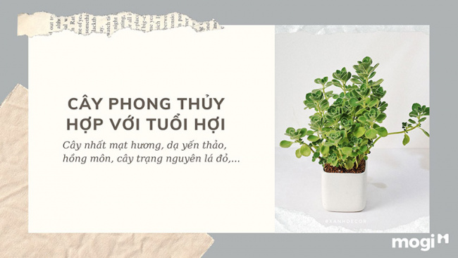 trồng cây phong thủy theo tuổi cho 12 con giáp tài lộc, bình an