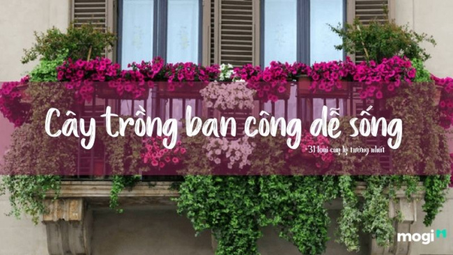 31+ loại cây trồng ban công dễ chăm sóc, phù hợp nhất cho gia đình bạn