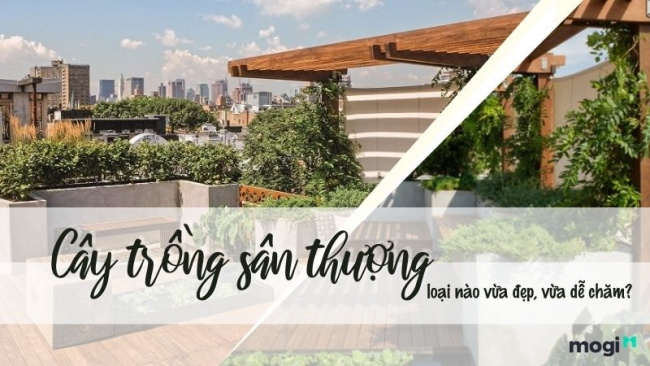 11+ cây trồng sân thượng chịu nắng đẹp, sức sống cao và dễ chăm sóc