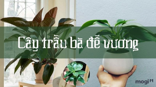 Cây trầu bà đế vương là cây gì? Ý nghĩa, cách trồng và chăm sóc chuẩn