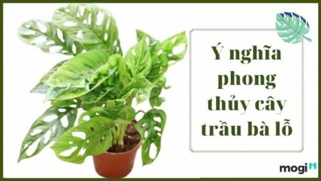 Cây Trầu Bà Lỗ – Ý nghĩa phong thủy, Cách trồng và chăm sóc cây