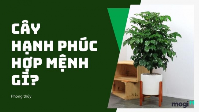 Cây Hạnh phúc hợp tuổi nào? Cách trồng và ý nghĩa phong thủy