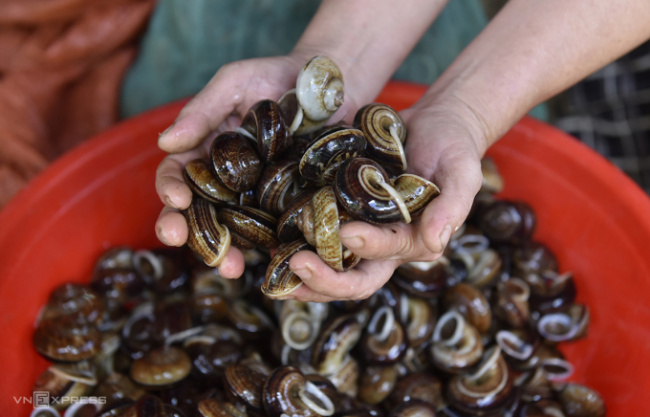 cuc phuong forest, snail catching season, thanh hoa, thanh hoa specialties, hunting season for rock snails along cuc phuong forest