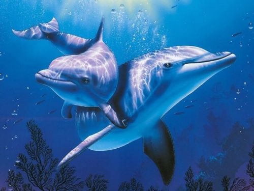 amazon,  16 sự thật thú vị nhất về loài cá heo