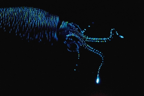 17 sinh vật có cơ chế phát quang kỳ lạ nhất