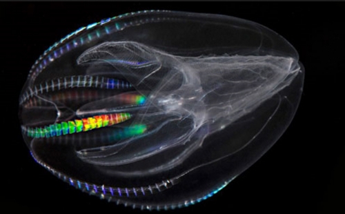 17 sinh vật có cơ chế phát quang kỳ lạ nhất