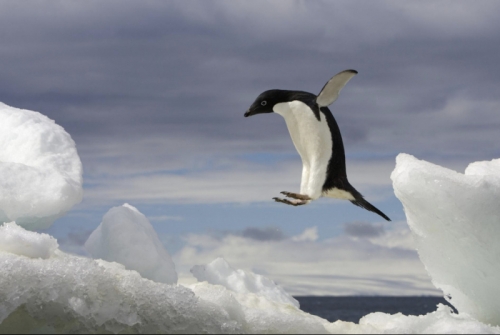 16 Sự thật thú vị nhất về loài chim cánh cụt