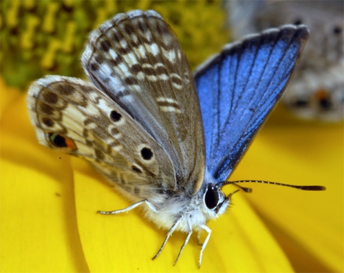 18 sự thật thú vị nhất về loài bướm