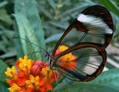 18 sự thật thú vị nhất về loài bướm