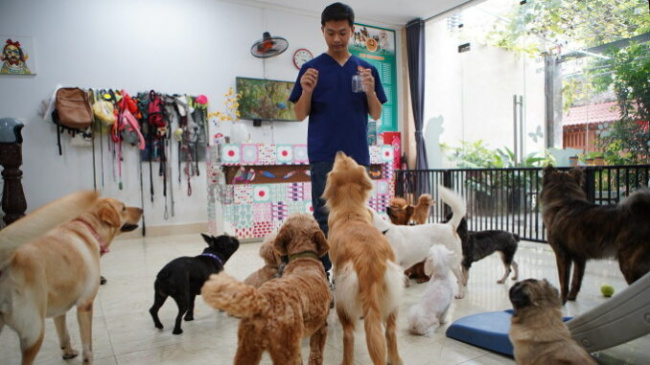 family, hanoi, let the dog go to kindergarten, pet dog, sending pets to daycare
