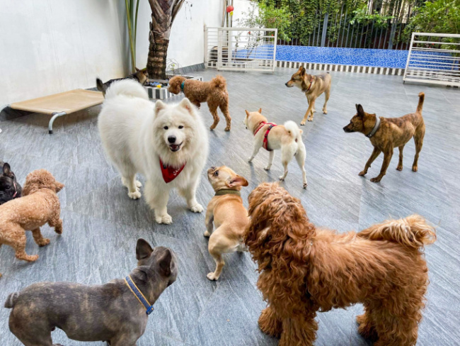 family, hanoi, let the dog go to kindergarten, pet dog, sending pets to daycare